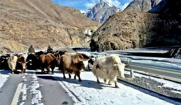 خیبر پختونخوا حکومت کا نایاب یاک نسل کے تحفظ کے لیے 30 کروڑ روپے سے منصوبے کا آغاز